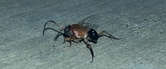 Evaniella semaeoda