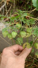 Physalis longifolia subglabrata