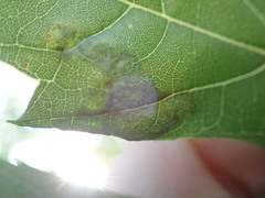 Eriophyes aceris