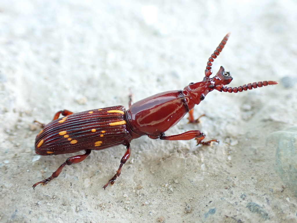 Agriorrhynchus quadrituberculatus