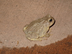 Anaxyrus microscaphus