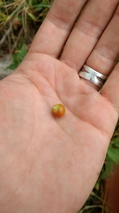 Physalis longifolia subglabrata