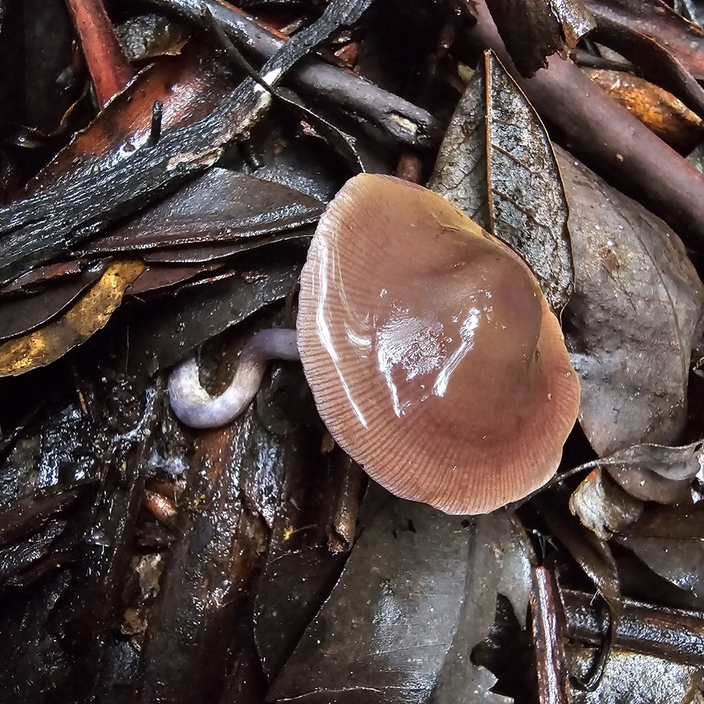 Thaxterogaster submagellanicus