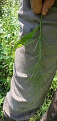 Paspalum repens