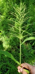 Paspalum repens