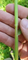 Paspalum repens