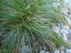 Schoenus pauciflorus