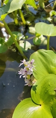 Pontederiaceae