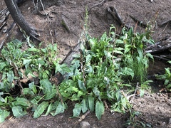 Rumex orthoneurus