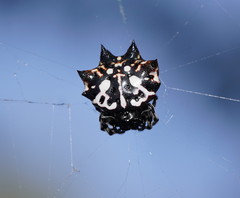 Gasteracantha sacerdotalis