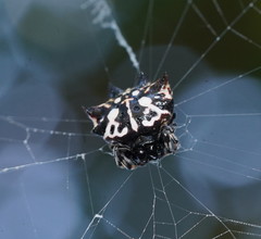 Gasteracantha sacerdotalis