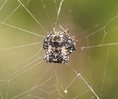 Gasteracantha sacerdotalis
