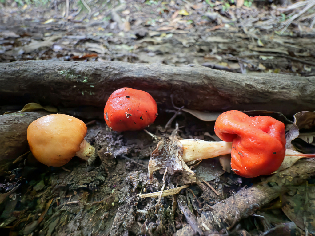 Leratiomyces erythrocephalus · May 2025 · photo: © jeremy_rolfe (iNaturalist, cc-by)