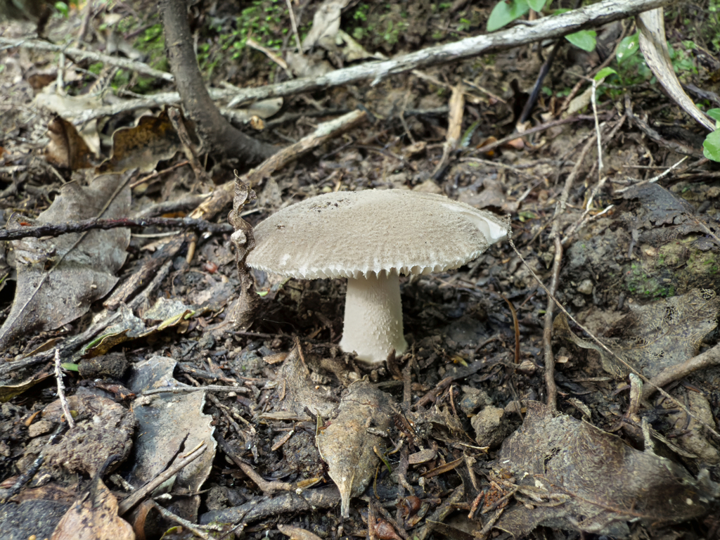 Amanita nehuta · May 2025 · photo: © jeremy_rolfe (iNaturalist, cc-by)