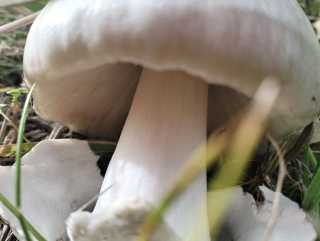Volvopluteus gloiocephalus · May 2025 · photo: © hope73 (iNaturalist, cc-by)