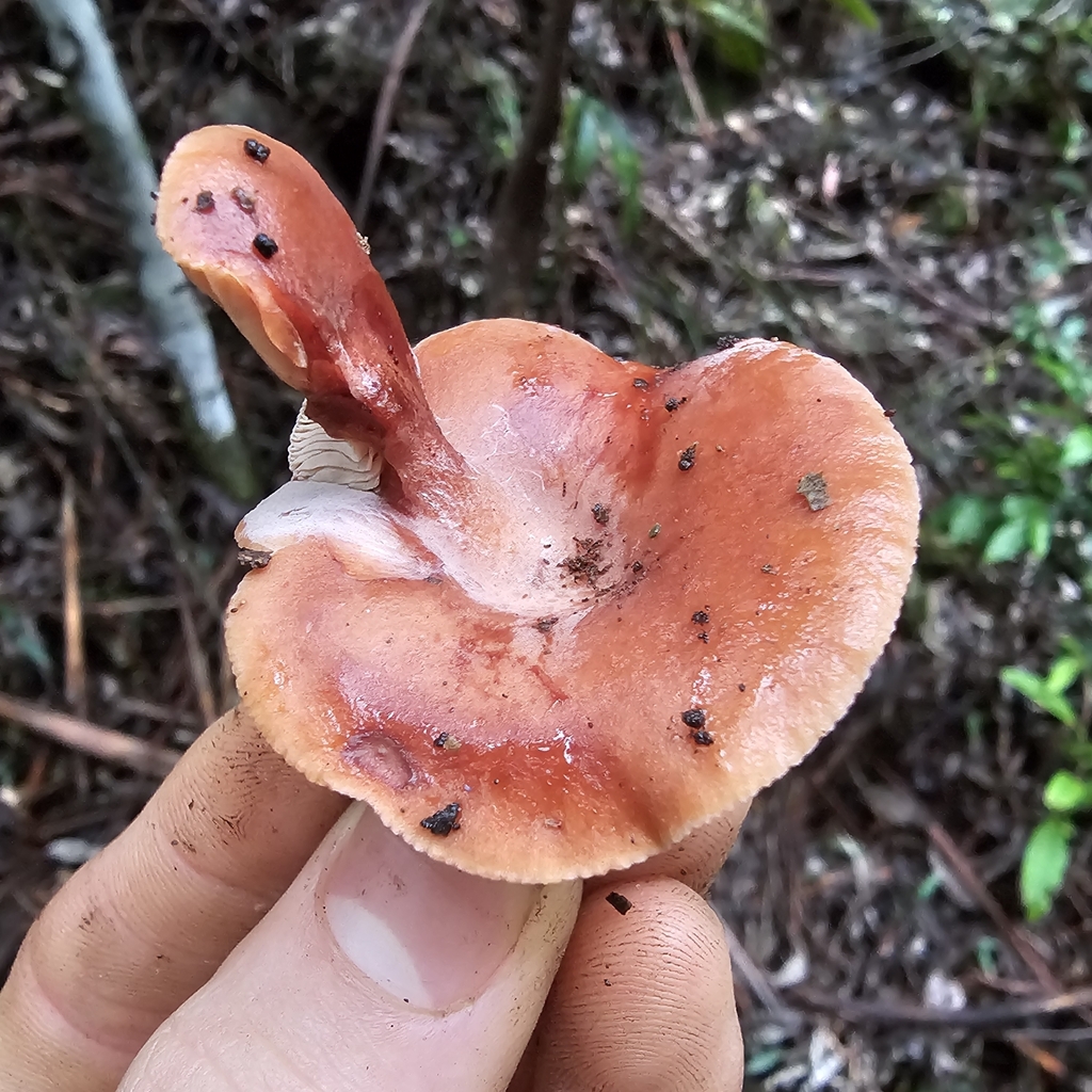 Lactarius eucalypti · May 2025 · photo: © ferousfolly (iNaturalist, cc-by-sa)