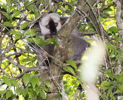 Eulemur rufifrons