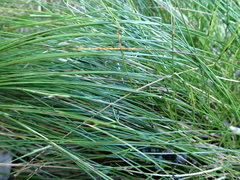 Schoenus pauciflorus