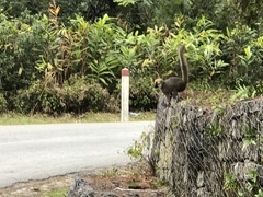 Eulemur rufifrons