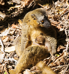 Eulemur rufifrons