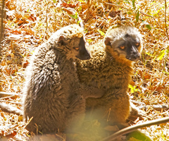 Eulemur rufifrons