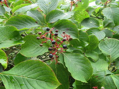 Cornus controversa