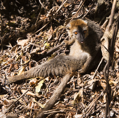 Eulemur rufifrons