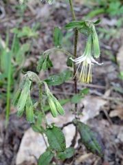 Nabalus barbatus