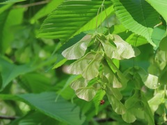Acer carpinifolium, photograph (c) Marco Mussita, some rights reserved (CC BY)