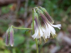 Nabalus barbatus