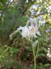 Nabalus barbatus