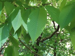 Acer carpinifolium, photograph (c) Marco Mussita, some rights reserved (CC BY)