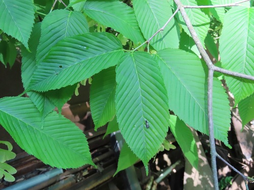Acer carpinifolium, photograph 5