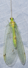 Leucochrysa insularis