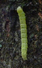 Lithophane antennata