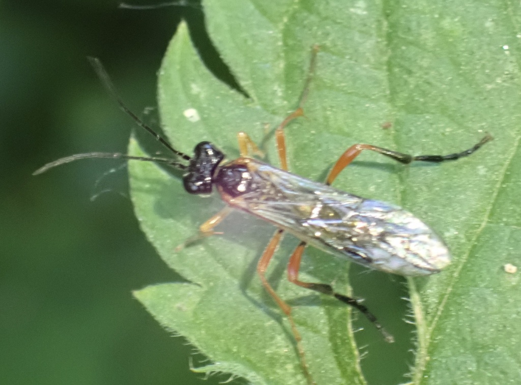 Tenthredo procera