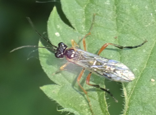 Tenthredo procera