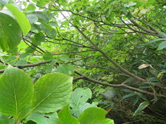 Cornus controversa