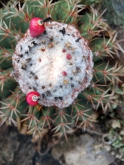 Melocactus curvispinus