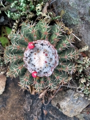 Melocactus curvispinus