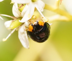 Coelophora inaequalis