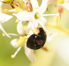 Coelophora inaequalis