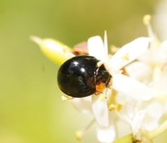 Coelophora inaequalis