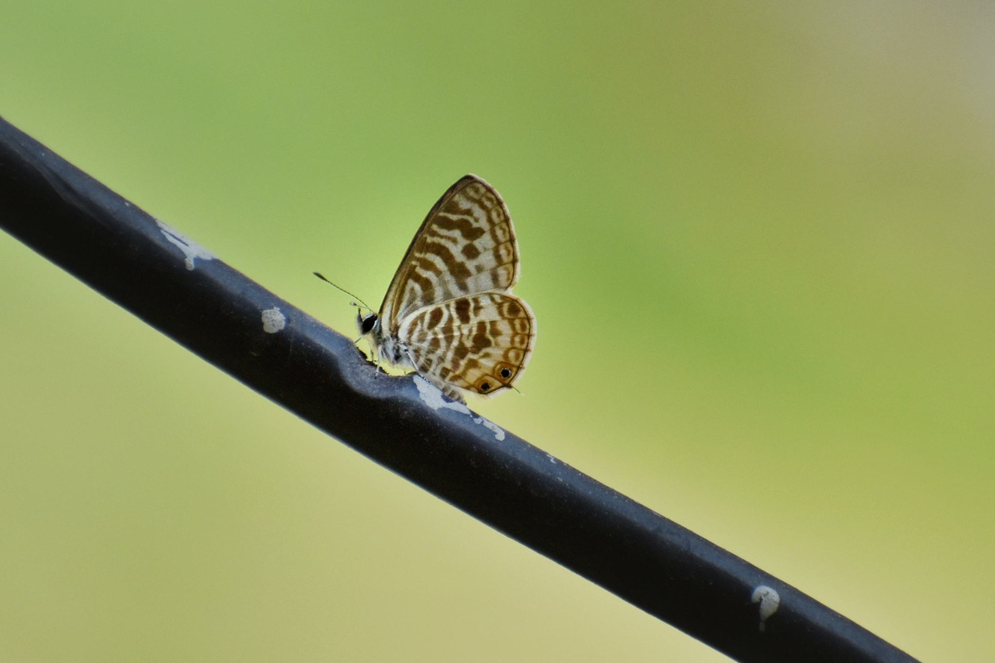 Zebra Blue