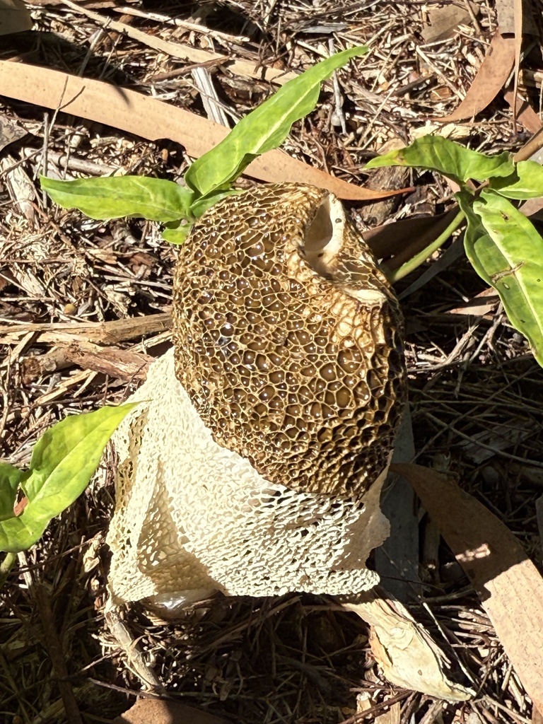 Phallus indusiatus · May 2025 · photo: © nicolekearney (iNaturalist, cc0)