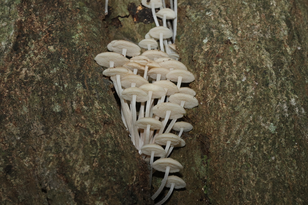 Favolaschia manipularis · May 2025 · photo: © gregtasney (iNaturalist, cc-by-sa)