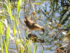 Laterallus melanophaius