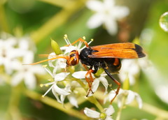 Cryptocheilus australis