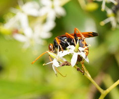 Cryptocheilus australis