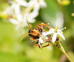 Cryptocheilus australis